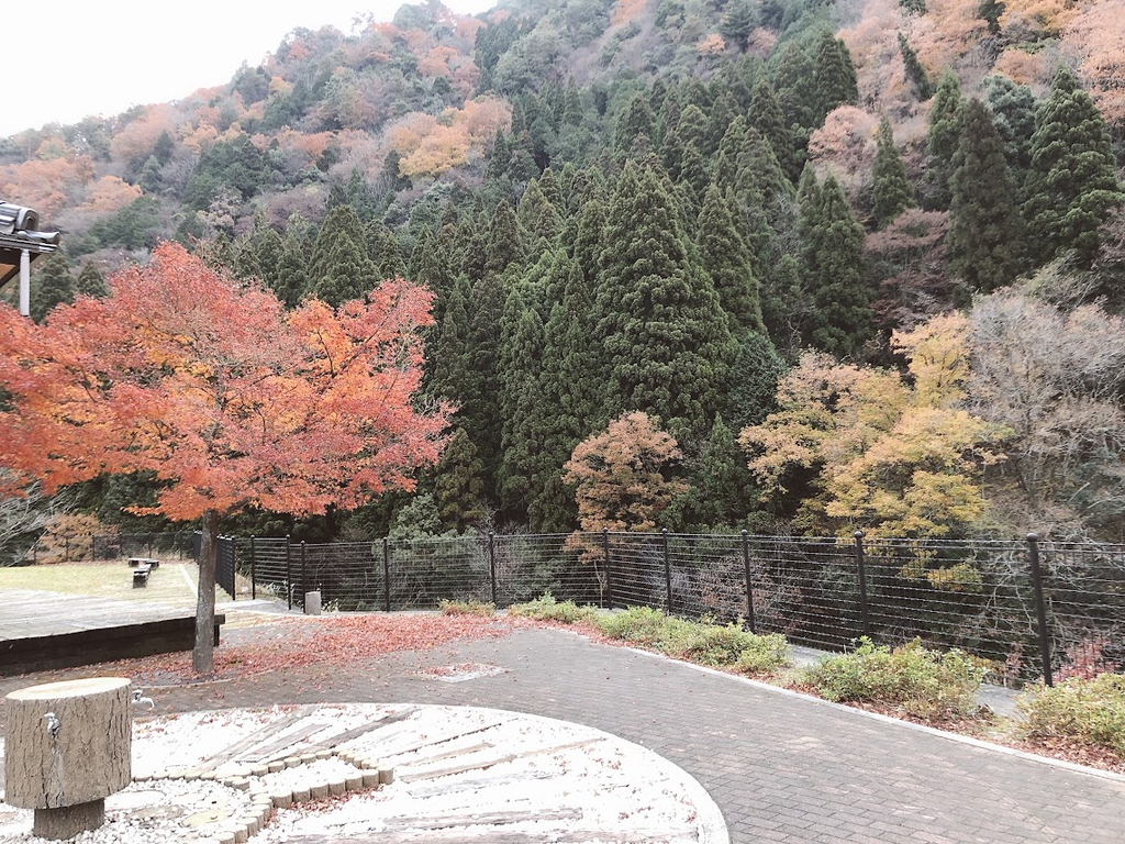 紅葉した山を撮影した写真