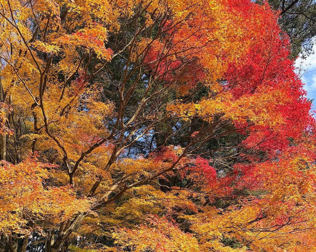 もみじの紅葉を撮影した写真