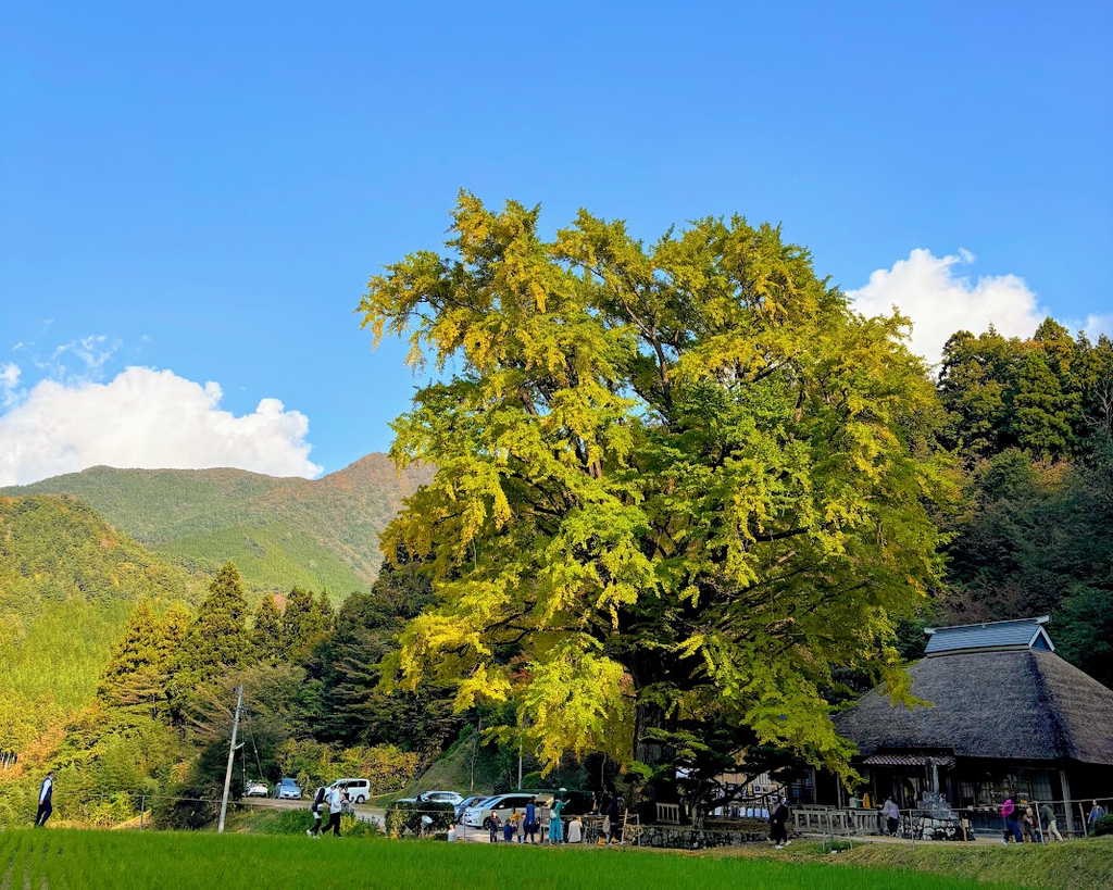金言寺の大イチョウを撮影した写真